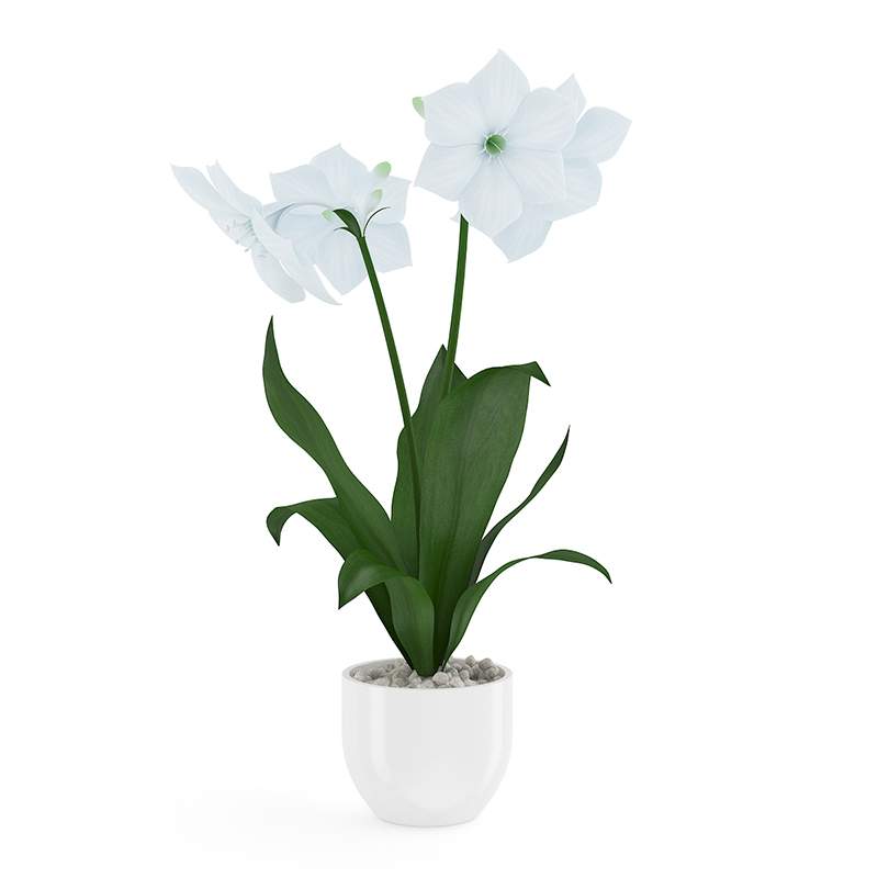 800x800 White Flower In Pot Model
