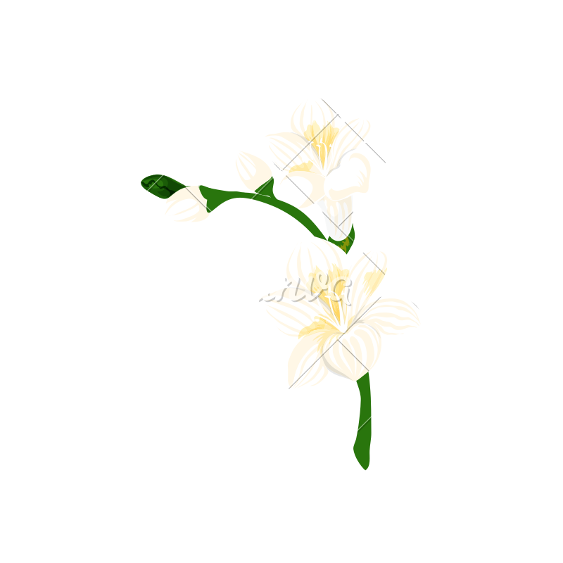 800x800 White Flowers In Plant Stem Vector Icon Illustration Design