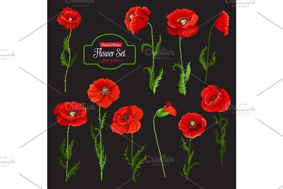 580x387 Poppy Flower Icon Of Red Wildflower And Green Leaf Taquira