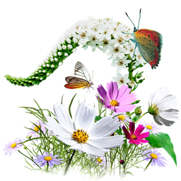 256x256 Wildflowers, Flowers Icon
