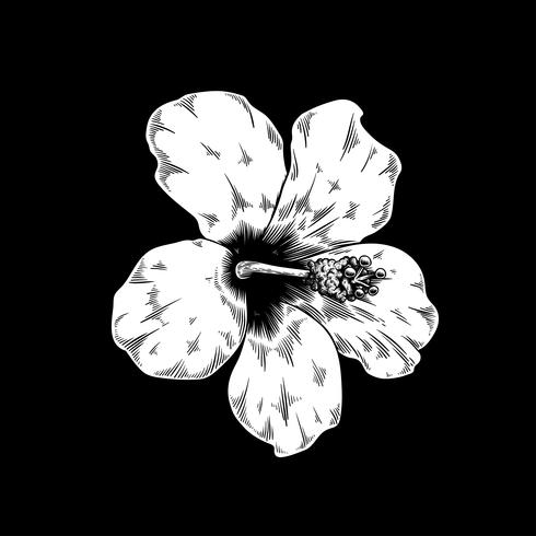 490x490 Chinese Rose Drawing Flower Nature Vector Icon On Black Background