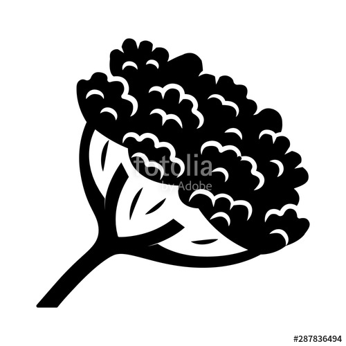 500x500 Cow Parsnip Glyph Icon Hogweed Blooming Flower Herbaceous Plant