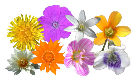 462x271 Fancy Flower Icons