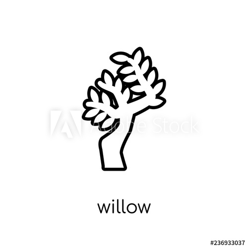 500x500 Willow Icon Trendy Modern Flat Linear Vector Willow Icon On White