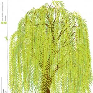 300x300 Photostock Vector Tree Icon Vector Illustration Big Tree Willow