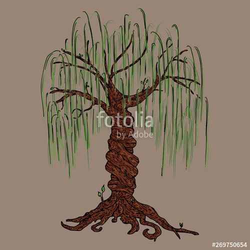 500x500 Tree Icon Vector Illustration Big Tree Willow Hand Drawn Weeping