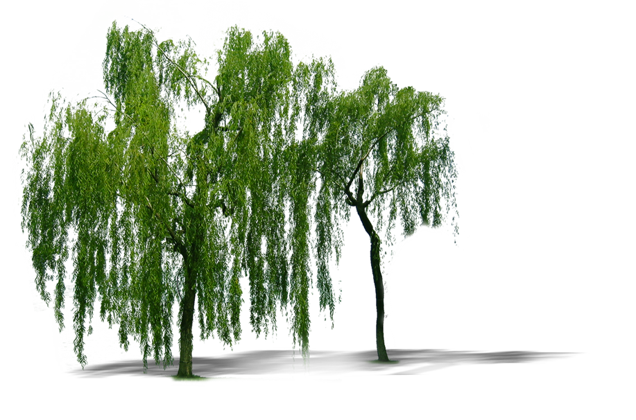 917x606 Download Free Plant Weeping Willow Tree Trees Computer Icon