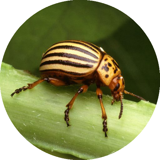 512x512 Cpb Icon Wisconsin Vegetable Entomology