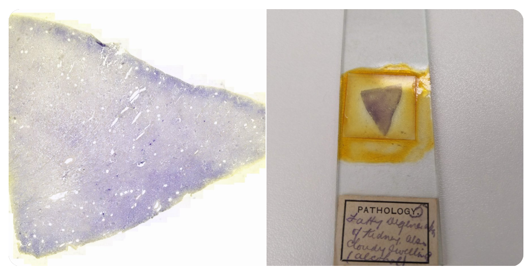 1040x535 About X Wow!