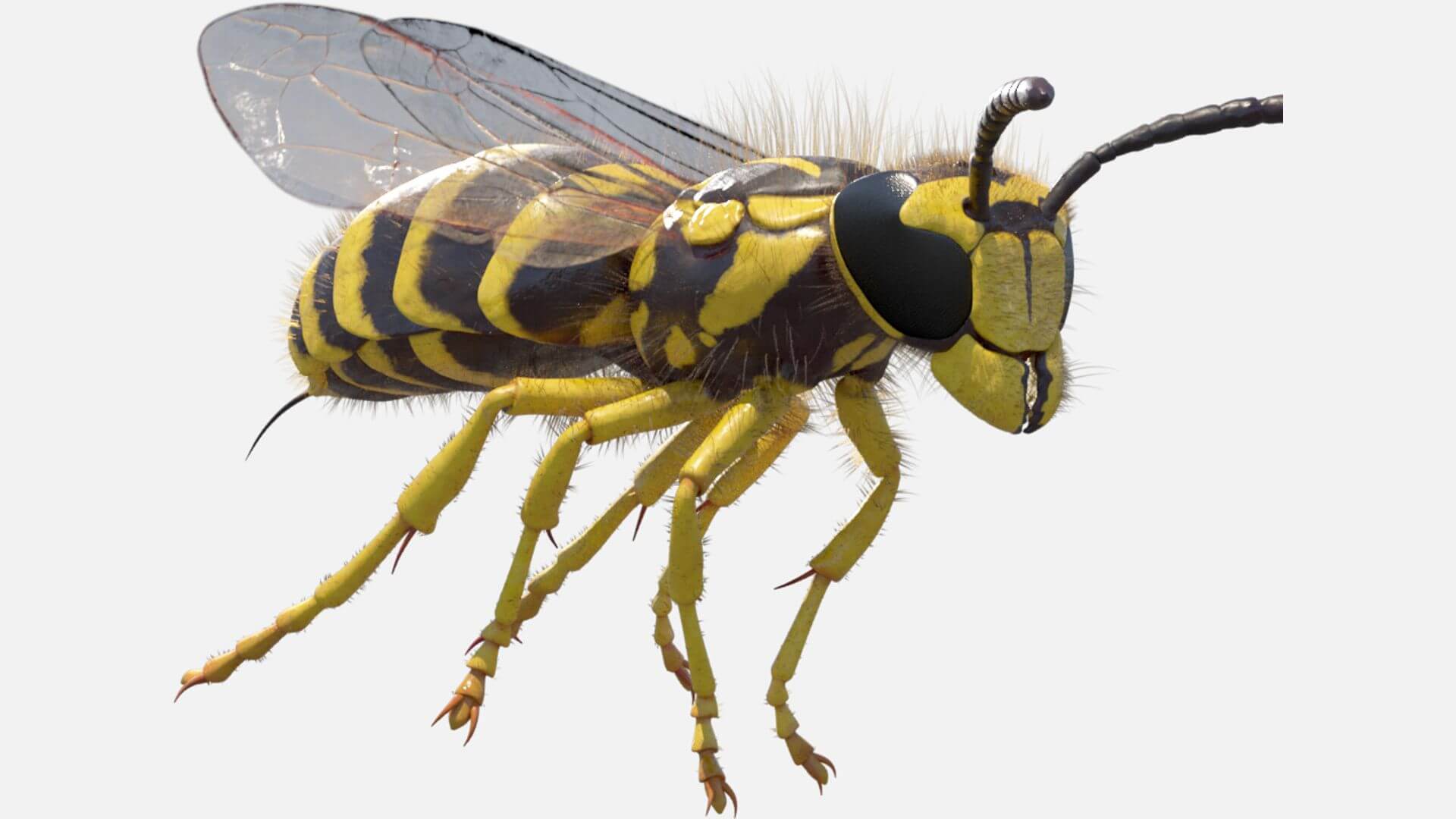1920x1080 Southern Yellowjacket Wasp Vespula Squamosa Model