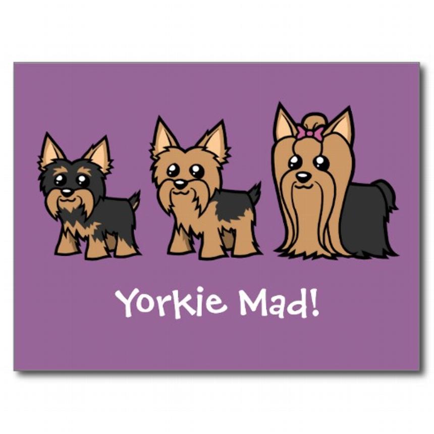 860x860 Yorkies, Yorkshire Terriers, Yorkie Breeder Nc, North Carolina