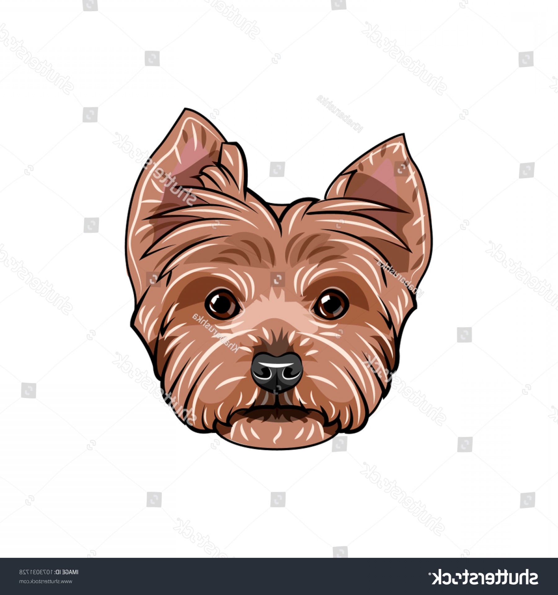 1800x1920 Yorkshire Terrier Face Dog Head Portrait Handandbeak