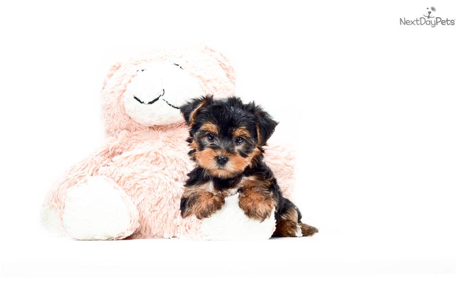 900x600 Aragon Ant Icon Yorkie How Can You Buy Bitcoins