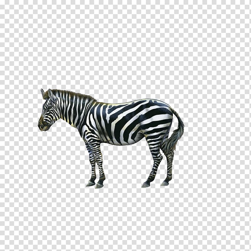 800x800 Zebra Icon, Zebra Transparent Background Png Clipart Hiclipart