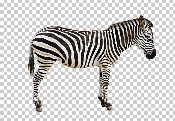 728x504 Zebra Icon Png, Clipart, African Wild Dog, Animals, Animals