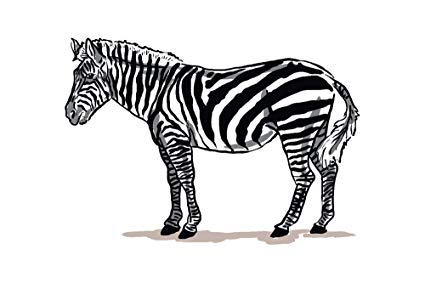 425x283 Zebra