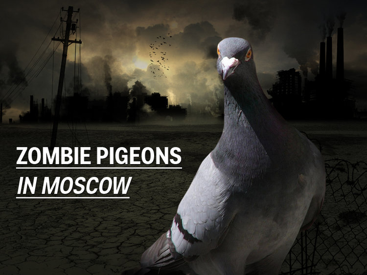 750x563 Zombie Pigeons In Moscow